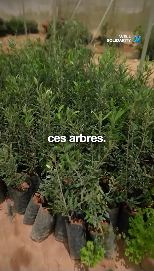 Jeunes arbres en pots dans une serre.