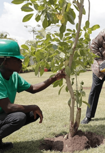 Personne plantant un arbre avec casque vert.