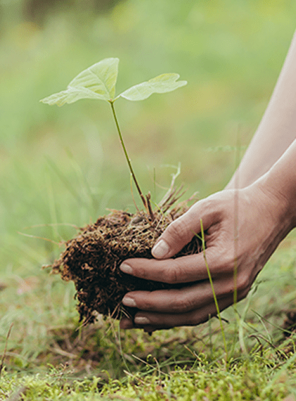 Main tenant jeune plant en terre.